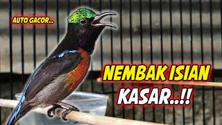 Download lagu KONIN GACOR FULL ISIAN ROLL TEMBAK MEWAH !! PANCINGAN KOLIBRI NINJA BAHAN AGAR CEPAT BUNYI ISIAN mp3
