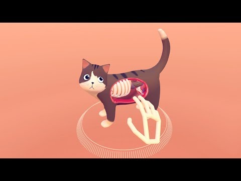 Cat Explorer Video