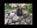 Monkey does nazi salute