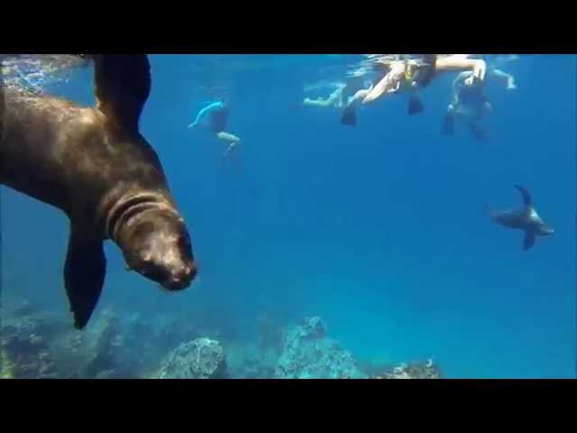 Snorkeling with Sea Lions Galapagos Islands
