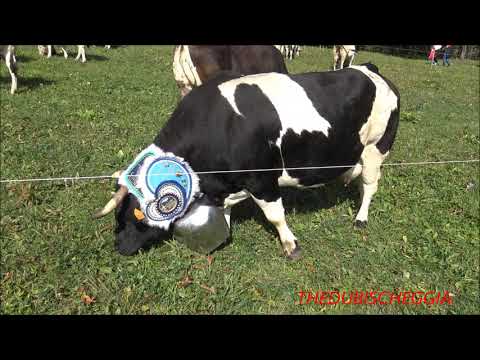 MUCCA VALDOSTANA PEZZATA NERA AL PASCOLO A PONTECHIANALE.(CN) DOM. 15 - 9 - 2019