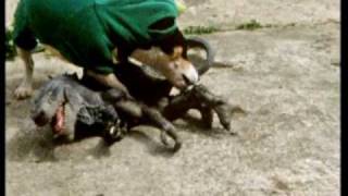 PISSED JEANS . caught licking leather