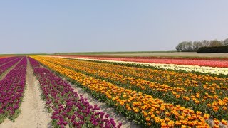 preview picture of video 'Tulpen en Koolzaadvelden nabij Appingedam  Wirdum / Loppersum HD'