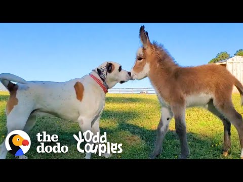 The Friendship of This Dog and Baby Donkey Is Too Cute!