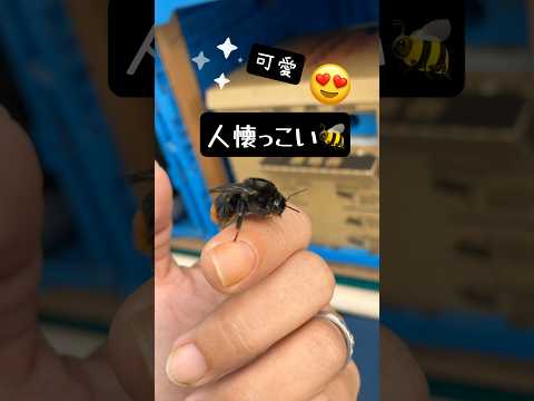 都会のマルハナバチはもっと大きい