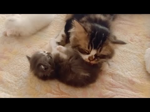 القطط مضحكه 😹 funny cats videos try not to laugh ✨