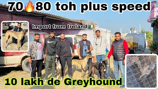 Greyhound 🔥/ 10 Lakh de imported greyhound/import from Ireland /Dog farm/ 70 toh 80 di raftar