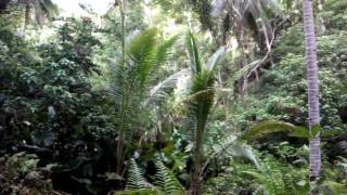 preview picture of video '2010/06/22: Bohol Island - Corella: Jungle Nature'