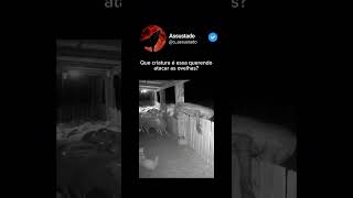 Seria algum tipo de lobisomem? #lobisomem #medo #terror #assustado #assombração