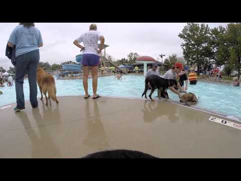 GoPro Fetch Dog Harness Review