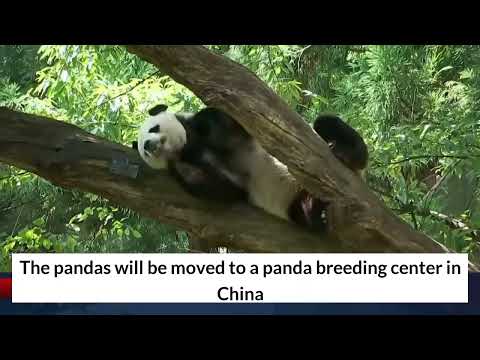 Panda bears leaving the US to return to China National Zoo loses 3