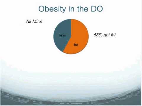 Using human GWAS data to interrogate complex traits in an outbred mouse population