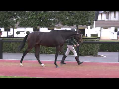 2020 October Yearling Sale - Lot 1 f. ZARAK x ZALLAJA