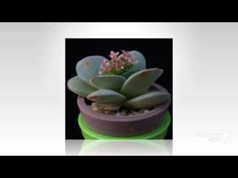 Rochea - garden plants