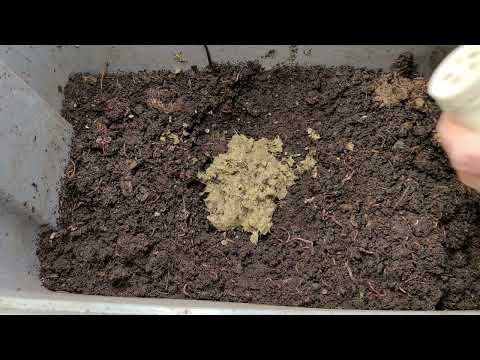 Raising Worm - Results of feeding Cole Straw to the Worms.