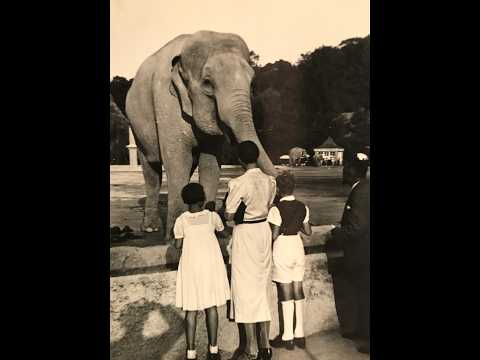 Elefant und Mücke, Foxtrot, Kurt Widmann Tanzorchester, Erwin Hartung, Berlin, 1939