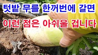 텃밭 무를 한꺼번에 다 갈면 이런 점은 아쉬울 겁니다.(무재배, 무 갈기, 무씨 뿌리기, 가을무 뽑기, 열무…