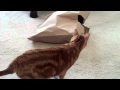 GingerFury Kitty Kung Fu