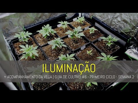 , title : 'ILUMINAÇÃO + ACOMPANHAMENTO DA VEGA | GUIA DE CULTIVO #1 - VÍDEO 6'