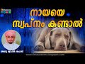 നായയെ സ്വപ്നം കണ്ടാൽ അതിശയിപ്പിക്കു�