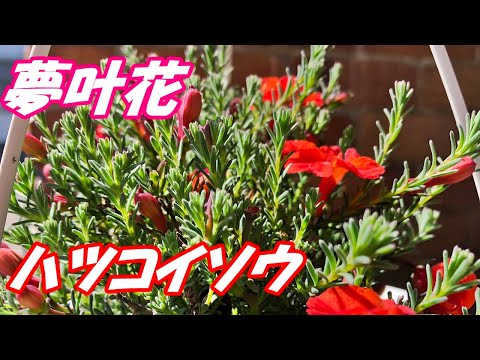 , title : '【花】ハツコイソウの育て方・摘芯'