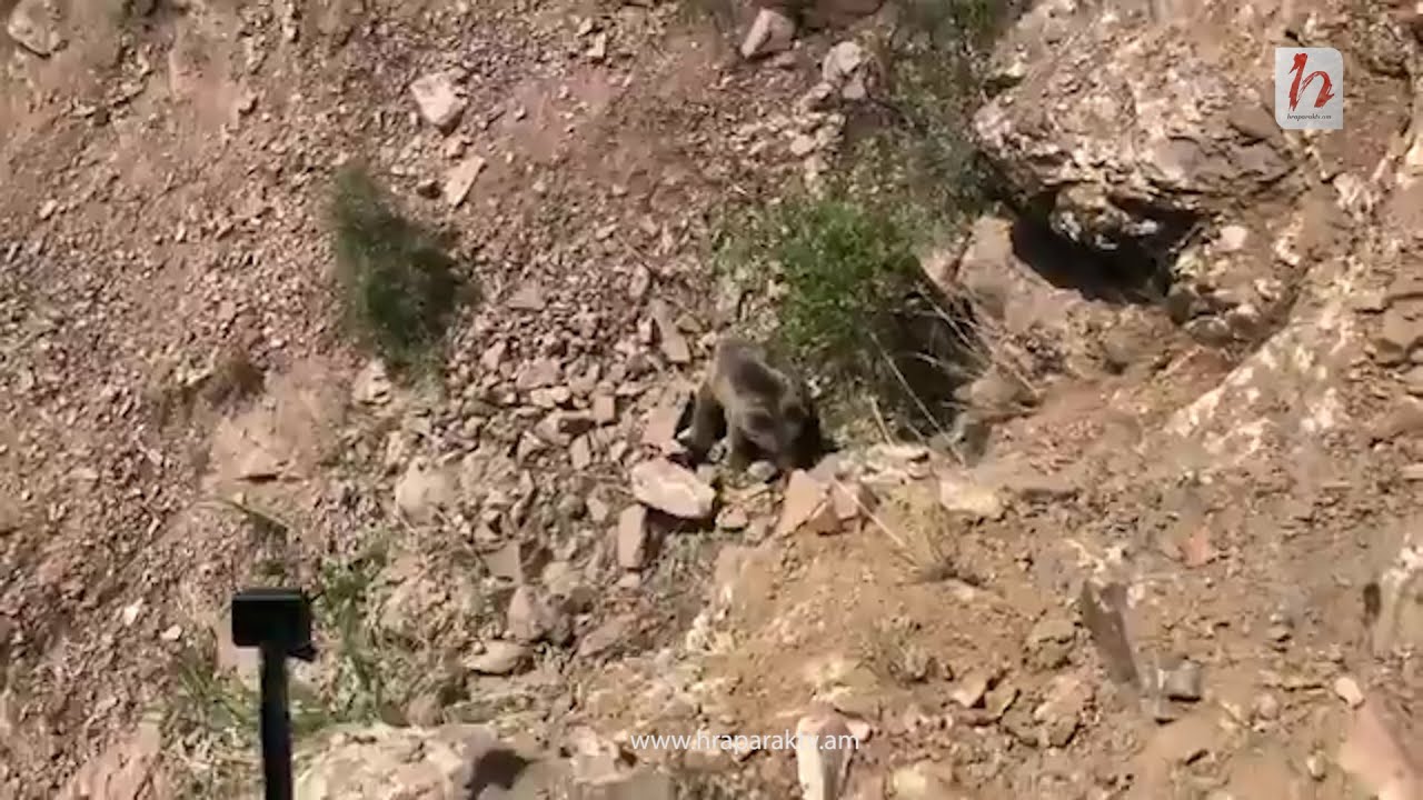 Եղեգիսում արջի 7 ամսական քոթոթն ընկել է որսագողերի թակարդը. Նրան փրկել են