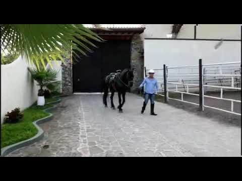 Jessait Jr  - Eso y más (Cover)