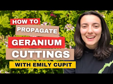 How To Propagate Geranium Cuttings (Takes Less Than 1 Minute!)