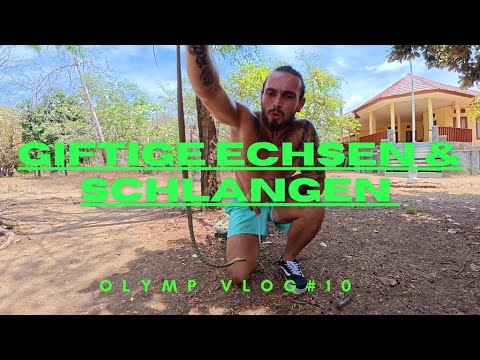 Die gefährlichsten Echsen der Welt - Komodo Warane VLOG#10