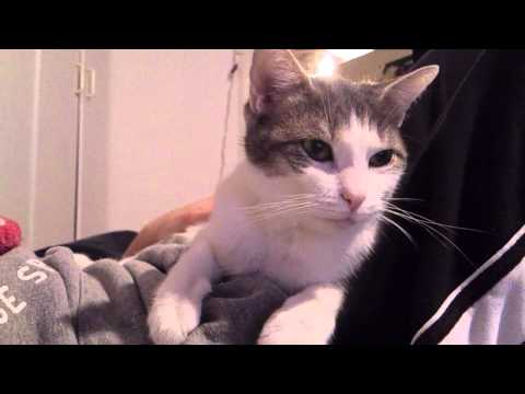 FUNNY CATS LINA & LUANA - LUANA