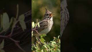 Download lagu Suara Burung Lark Berjambul mp3