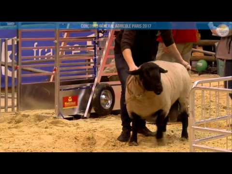 Voir la vidéo : Ring Ovins et Caprins du 27 février 2017, partie 2