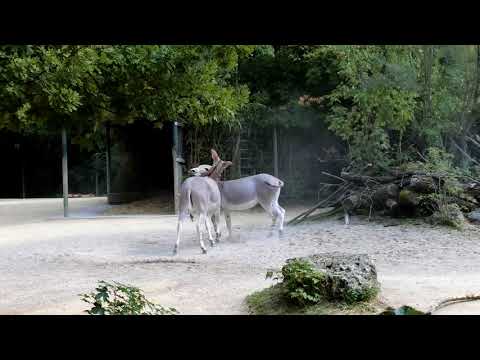 Nuvola アプリの教育言語.svg