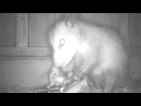 Possum Traps and Eats Rat!