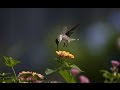 The Delightful Hummingbird - gathering Nectar of Joy