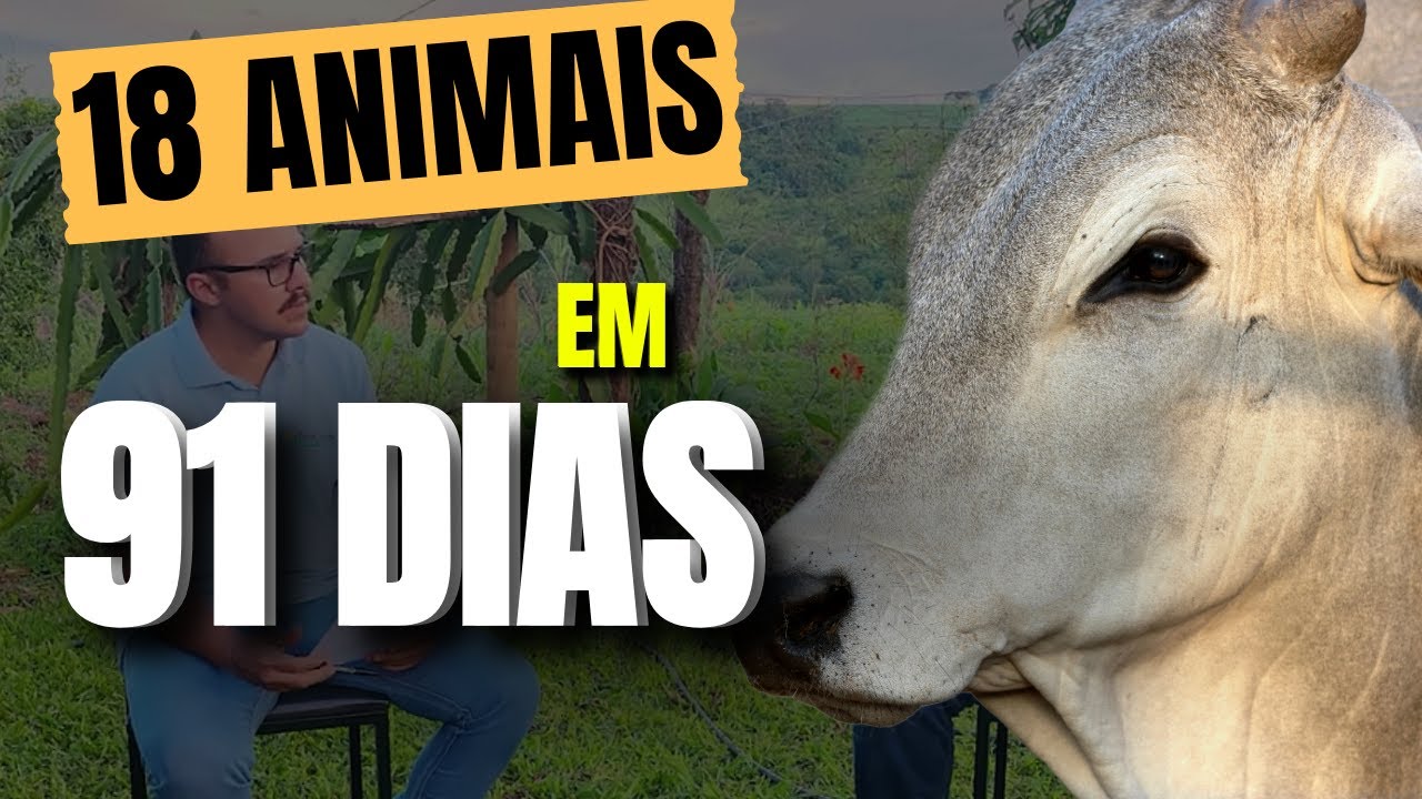 Análise de Rentabilidade na Pecuária: Como Controlar Custos e Maximizar Lucros #pecuaria