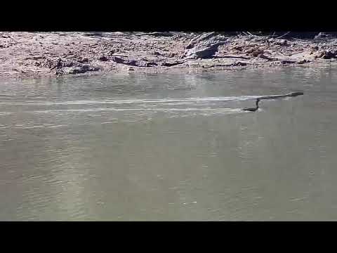 Djuma: Monitor Lizard chased by Grebe, Blacksmith Lapwing and Egyptian Goose - 13:50 - 05/05/20