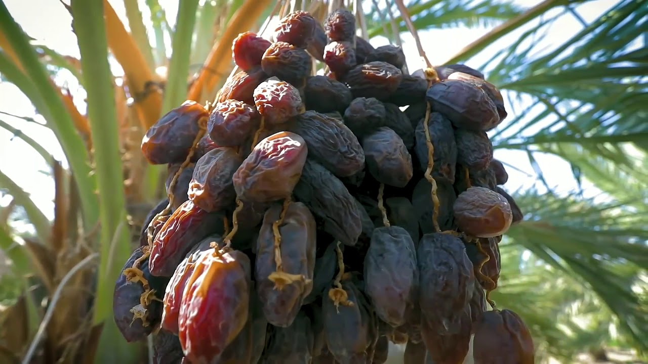 JORDAN RIVER DATES |FARMS PACKING FACILITIES