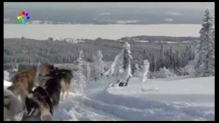 preview picture of video 'Husky expeditie Zweden'