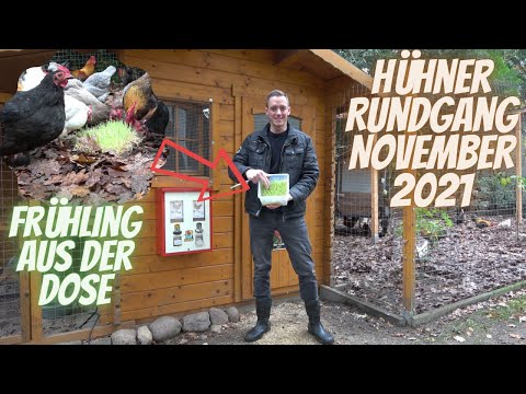 Hühner Rundgang November 2021 - Grünfutter, Kunstlicht, Stalleinrichtung und jede Menge Laub