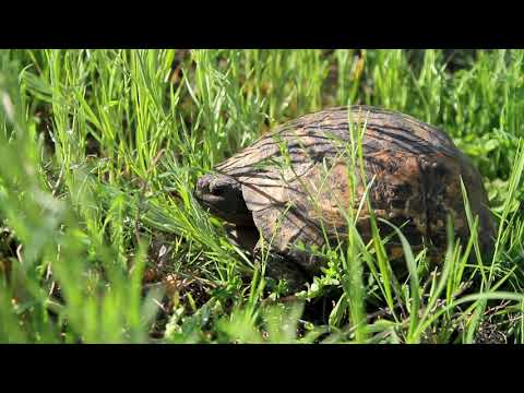 10 Agroekologia i prirodosuobrazno zemedelie   Nikolay Vasiliev & Edita Dafova 720p