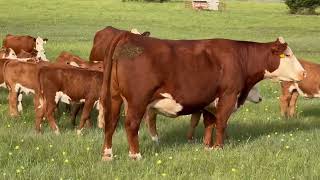 Gorgeous Hereford pairs back to powerful Bulls!!
