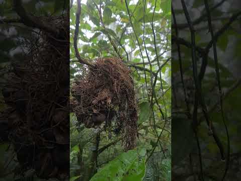 trilha da pedra da rajada maranguape Ceará