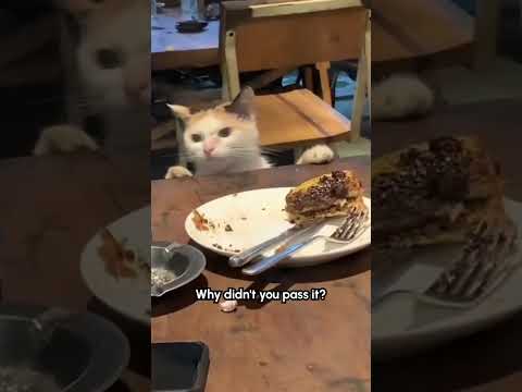 Le chat affamé tire son coup