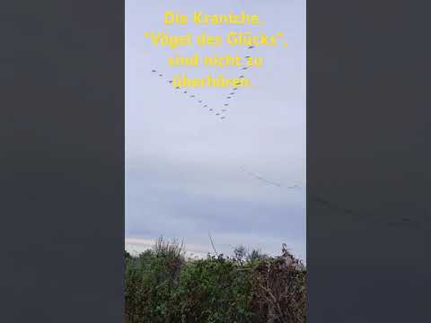 😍 Kraniche verlassen abends die Moorlandschaft. Höre sie gerne. 🥰 #birds #evening #feeling #freedom
