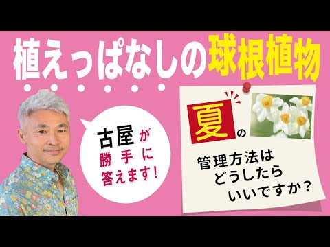 夏の庭に欠かせないグラジオラスの球根を植える