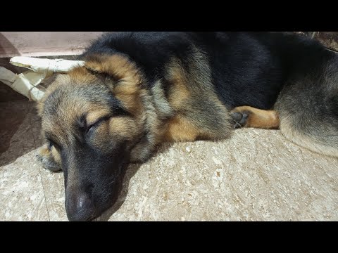 Satvik vegetarian food for lily on Navratri ❤️..