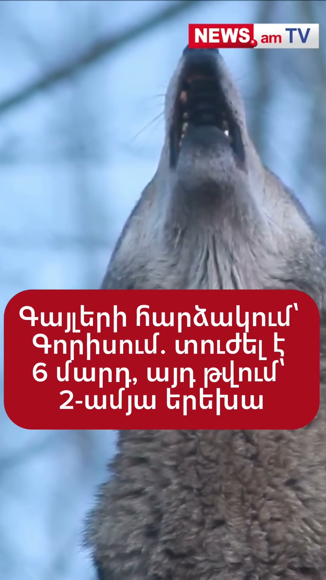 Գայլի հարձшկում՝ Գորիսում. տուժել է 6 մարդ, այդ թվում՝ 2 տարեկան երեխա