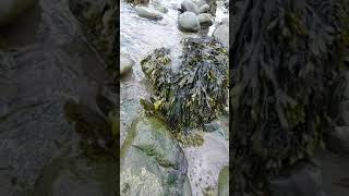 seaweeds in a beach