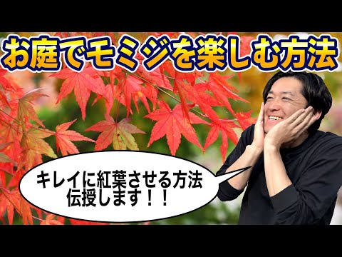 érable-Japon-Orangeola-feuilles-rouges-finement-découpées-port-pleureur